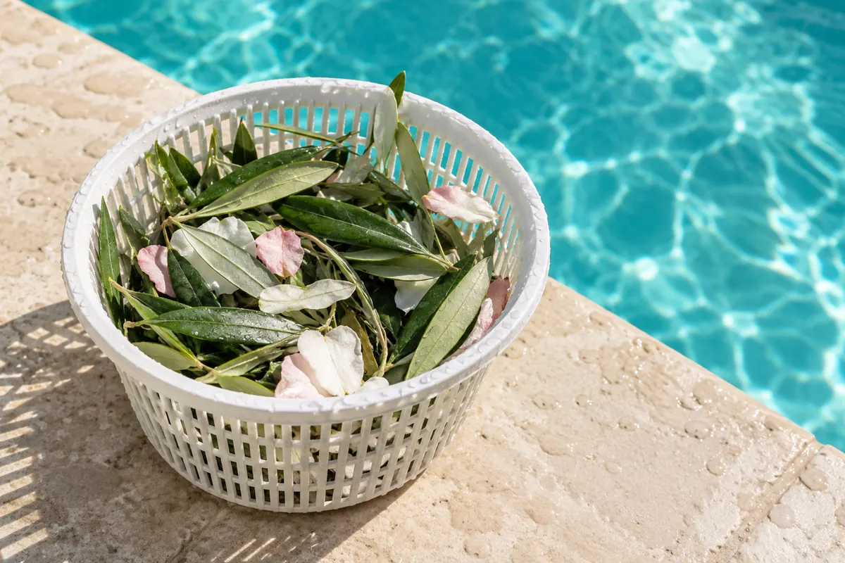 Panier rempli de feuilles flottantes ramassées à la surface